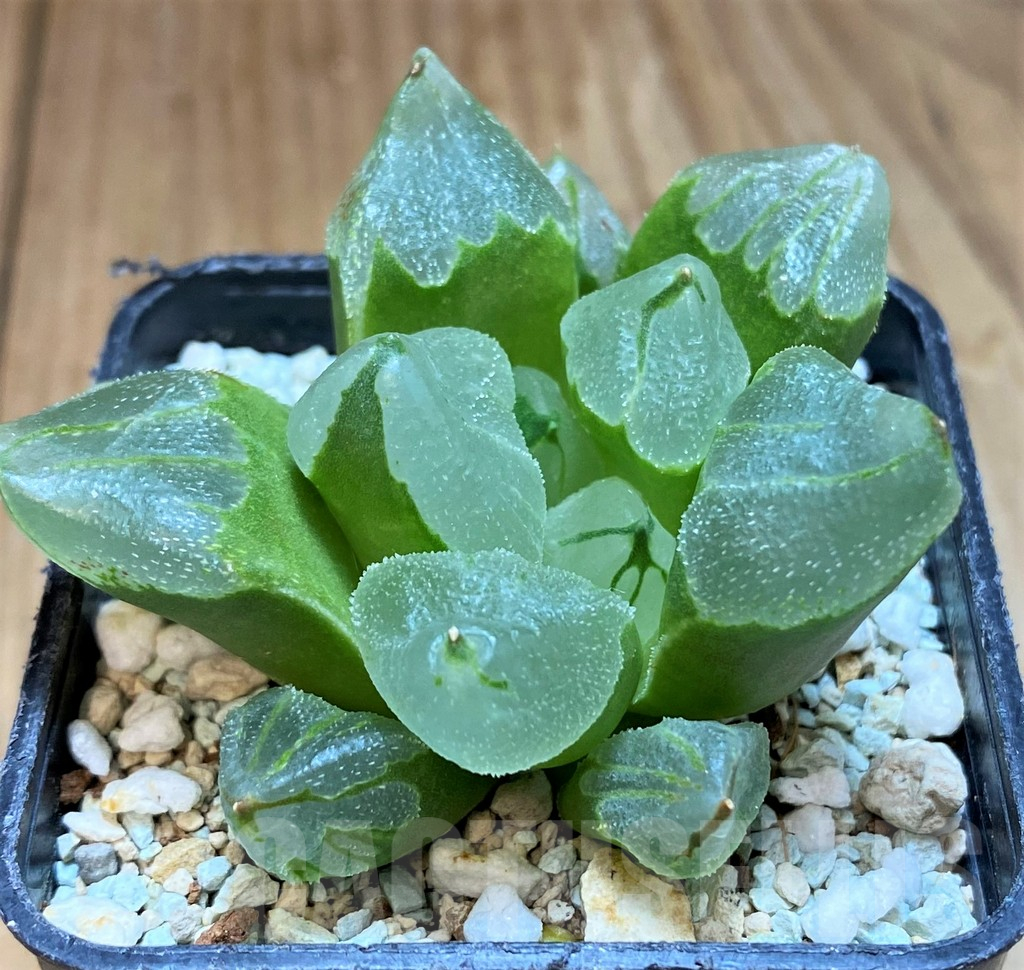 SH10544 Haworthia 'Ice City'