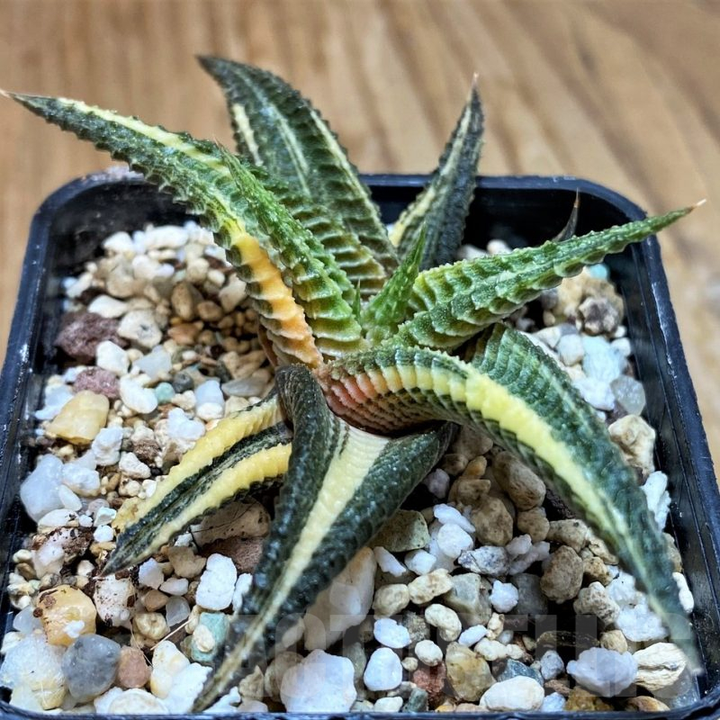 SH10545 Haworthia limifolia f. variegata