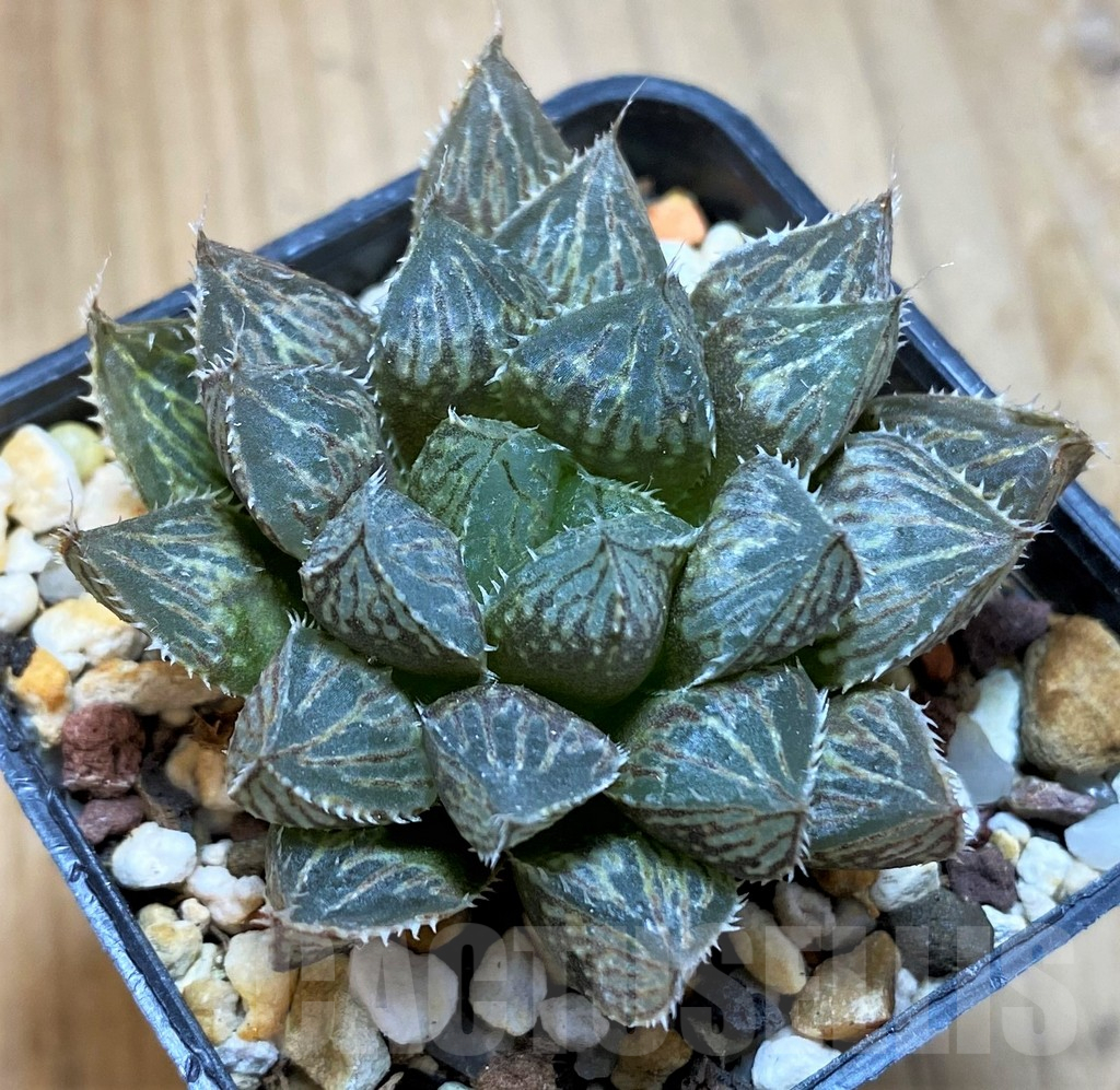 SH10547 Haworthia 'Mirror Ball' - immagine 2