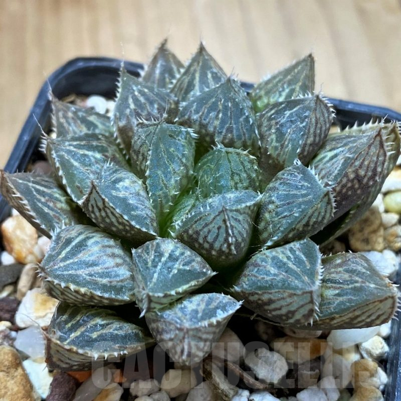 SET187 Haworthia 'Mirror Ball'   3 plants