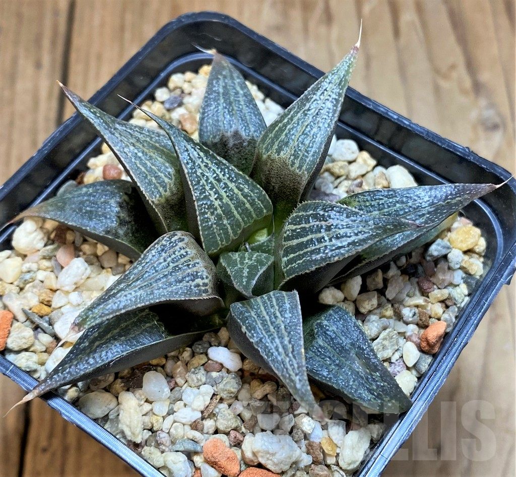 SH10550 Haworthia magnifica v. splendens 'Black Form'