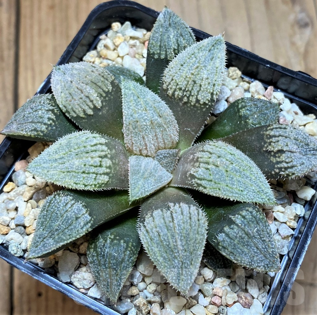 SH10551 Haworthia splendens 'Nautilus'