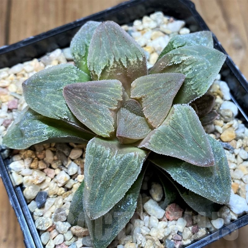 SH10552 Haworthia pygmaea 'Crystallina'