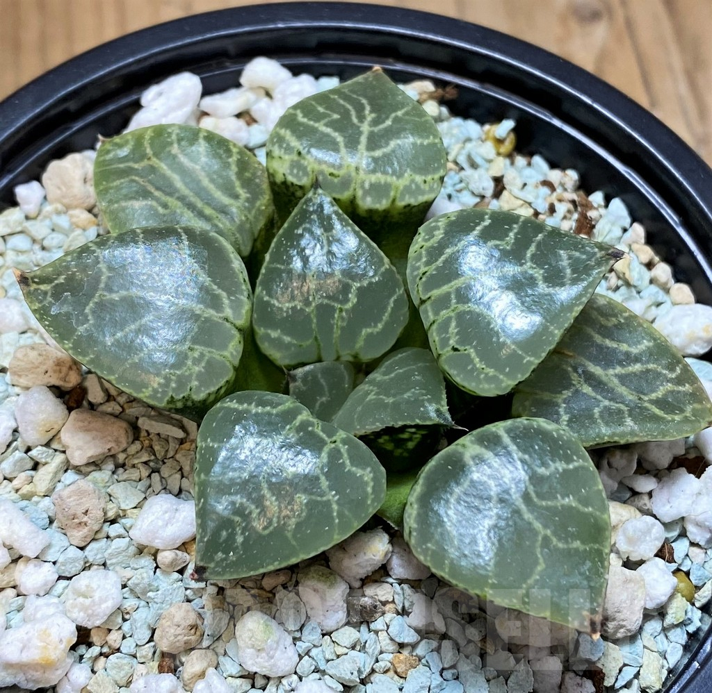SH10554 Haworthia ‘Crystal’