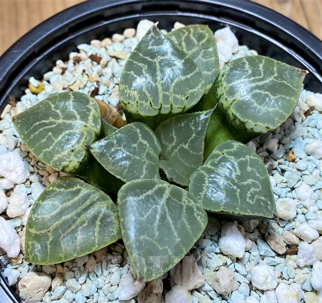 SH10554 Haworthia ‘Crystal’ - Image 2