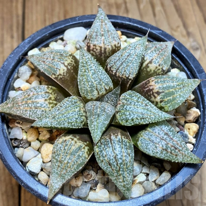 SH10555 Haworthia picta 'Hakusen'