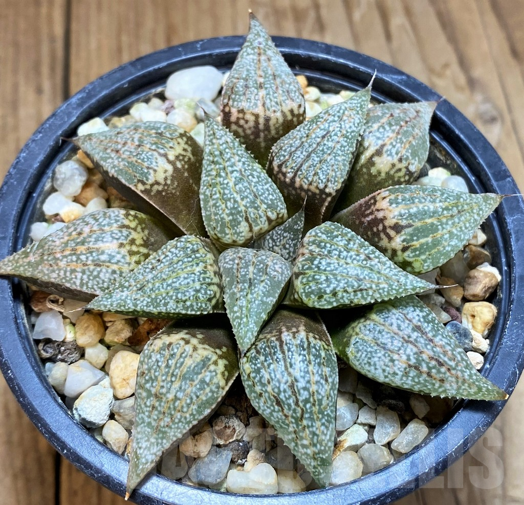 SH10555 Haworthia picta 'Hakusen'