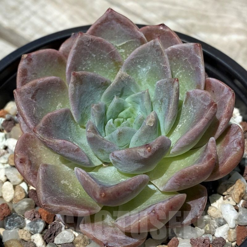 SH10563 Echeveria hybrid