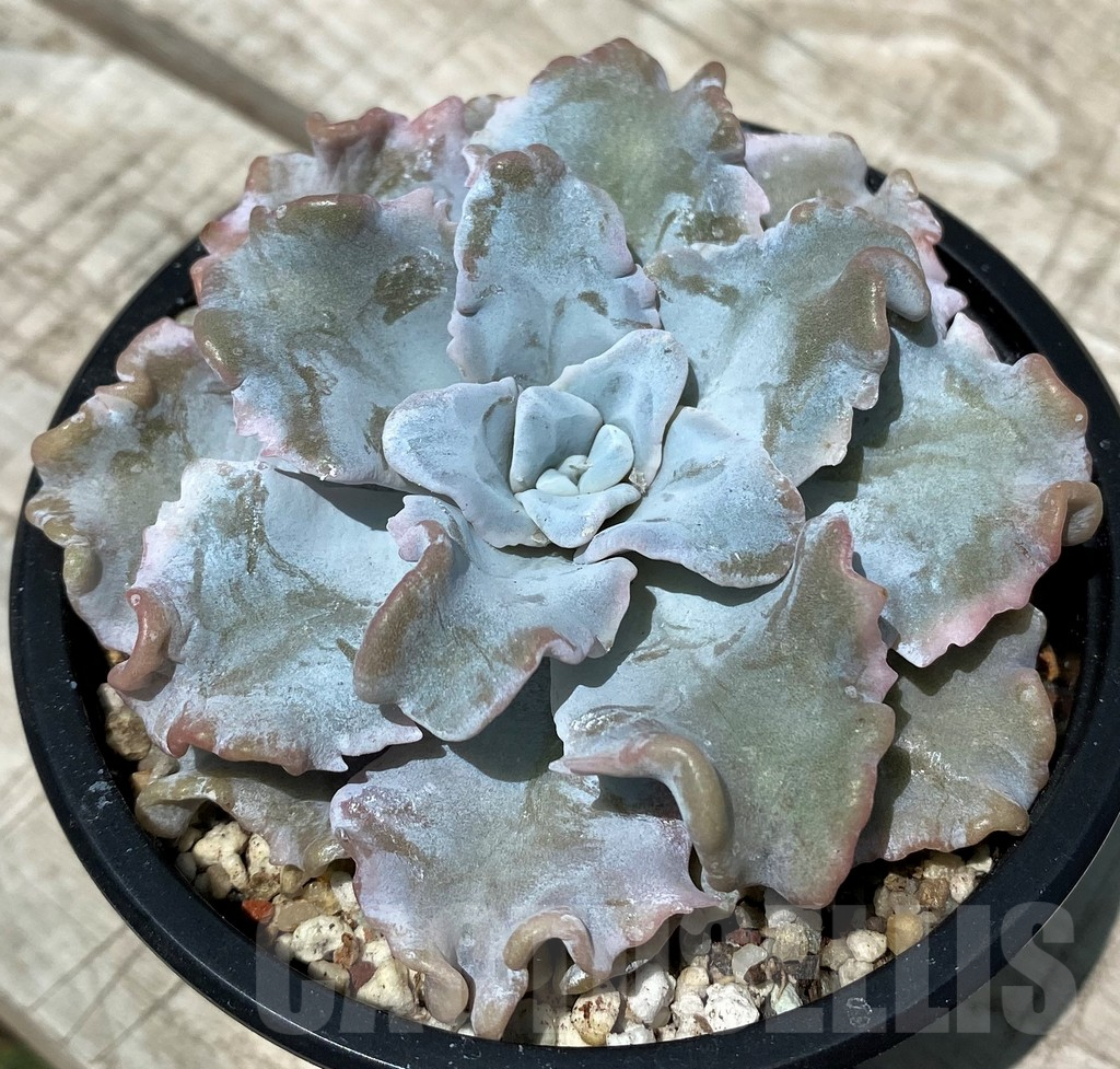 SH10564 Echeveria ‘White Dumpling’