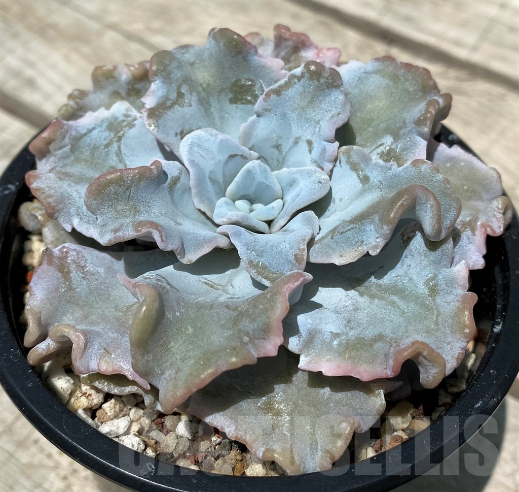SH10564 Echeveria ‘White Dumpling’ - Image 2