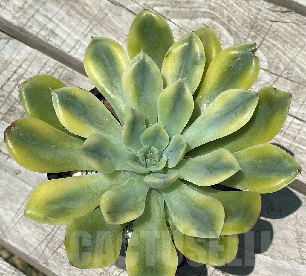 SH10566 Echeveria 'Moon Fairy' f. variegata