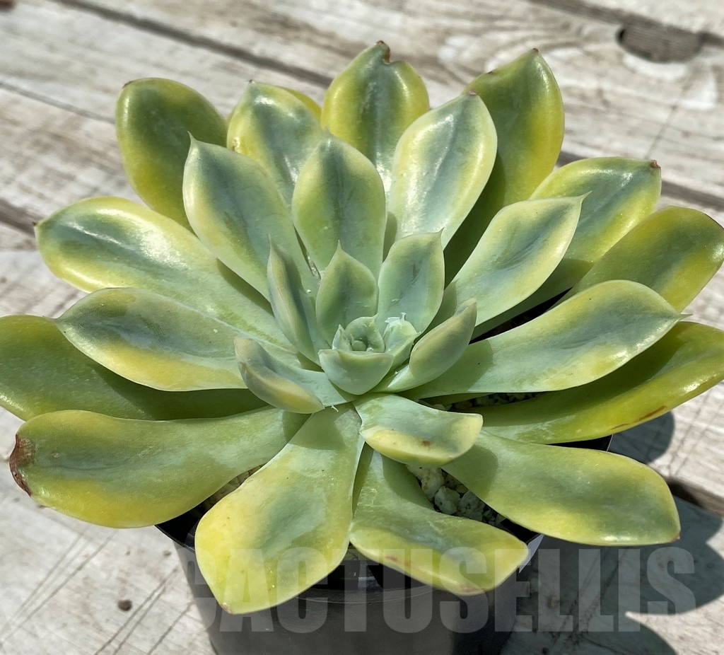 SH10566 Echeveria 'Moon Fairy' f. variegata - immagine 2
