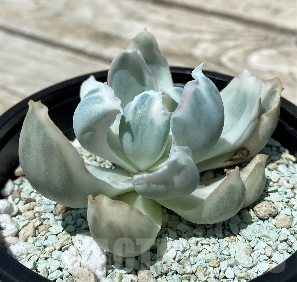SH10568 Echeveria 'Berkeley Light'
