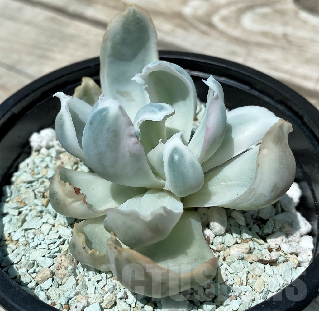 SH10568 Echeveria 'Berkeley Light' - Obrázek 2