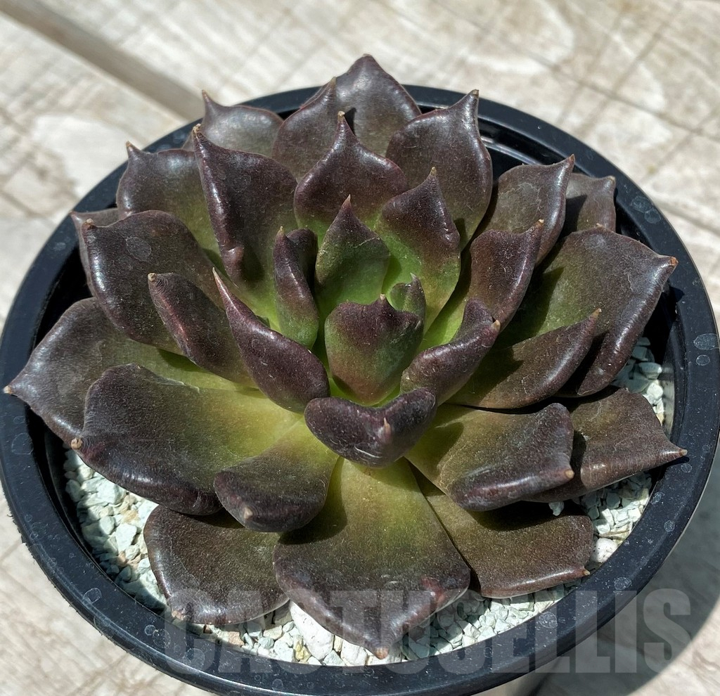 SH10569 Echeveria ‘Super Bowl’ - Image 2