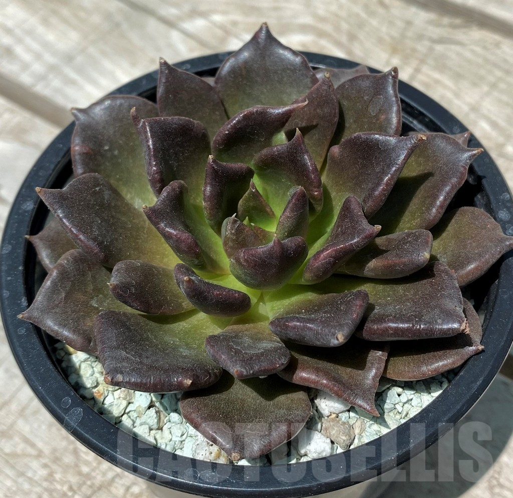 SH10569 Echeveria ‘Super Bowl’
