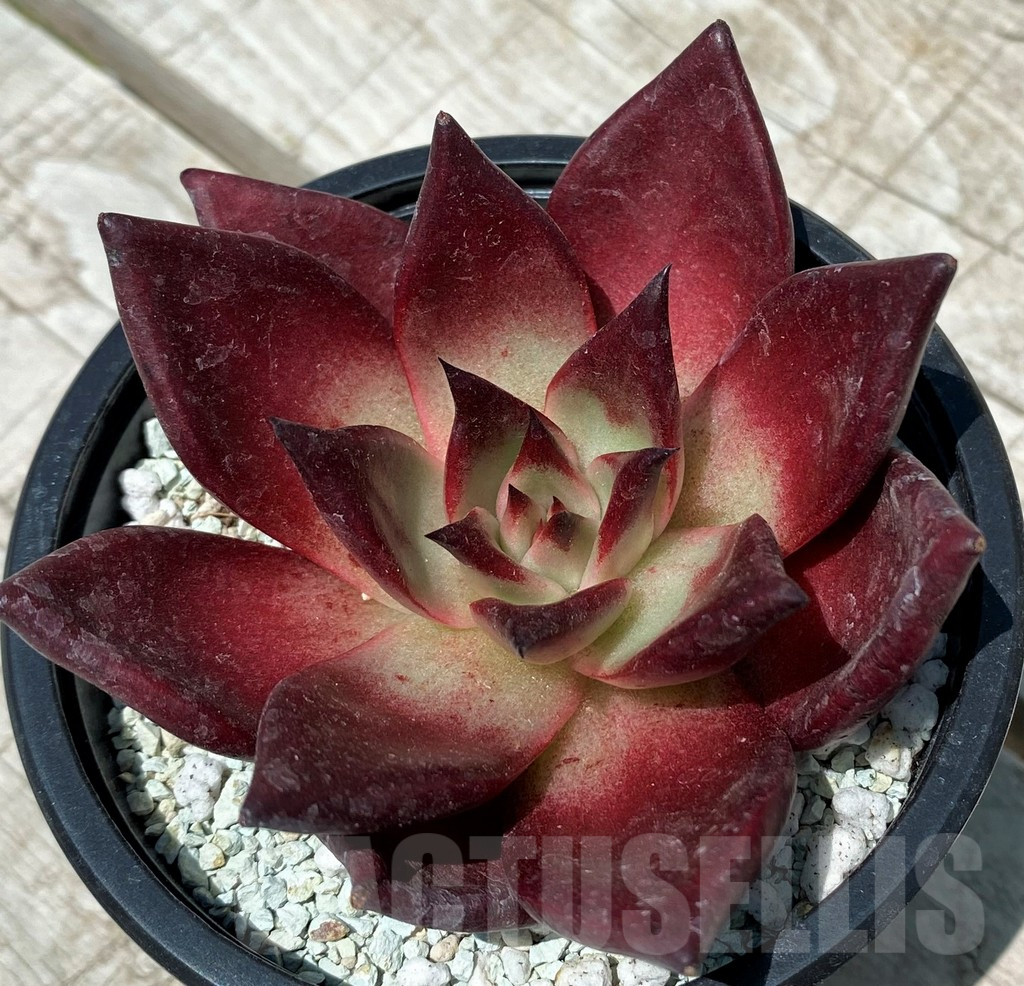 SH10571 Echeveria ‘Robin’ - Imagen 2