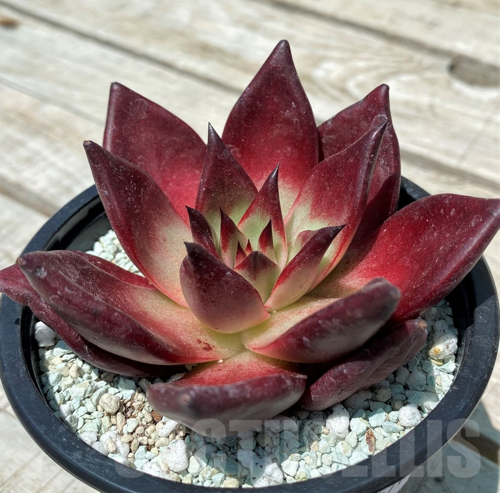 SH10571 Echeveria ‘Robin’