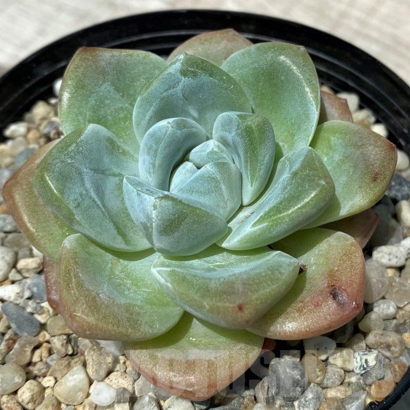SH10558 Echeveria hybrid