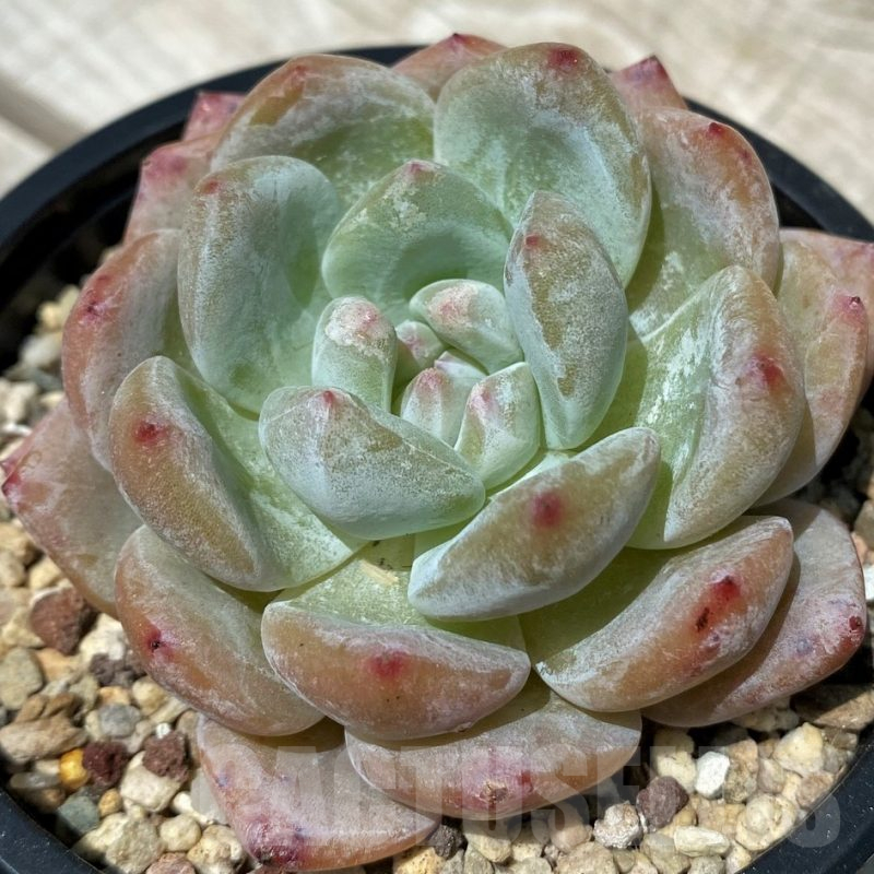 SH10573 Echeveria hybrid