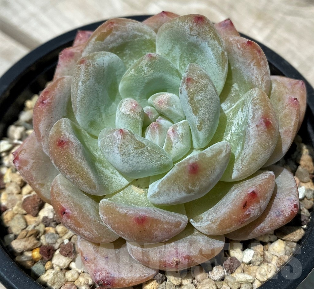 SH10573 Echeveria hybrid