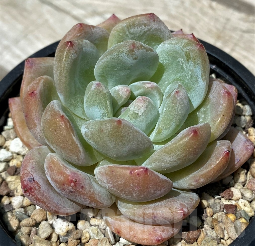 SH10573 Echeveria hybrid - Image 2
