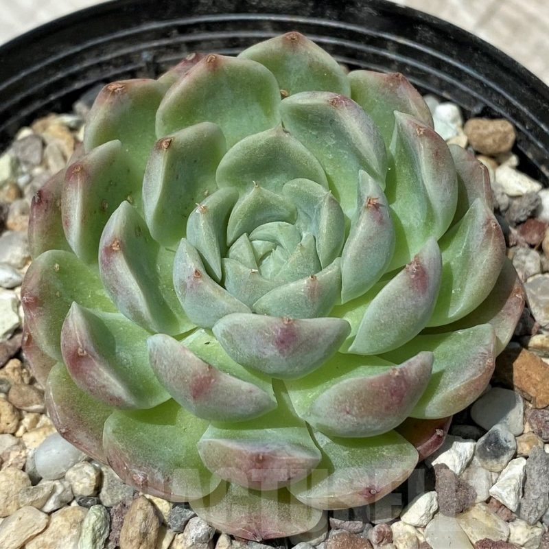 SH10574 Echeveria hybrid