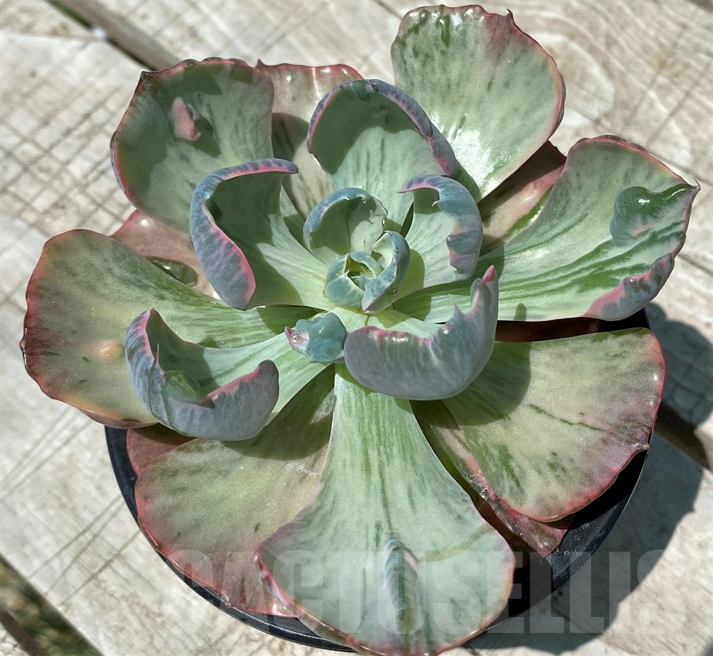 SH10576 Echeveria 'Beyoncé Rainbow' - Image 2