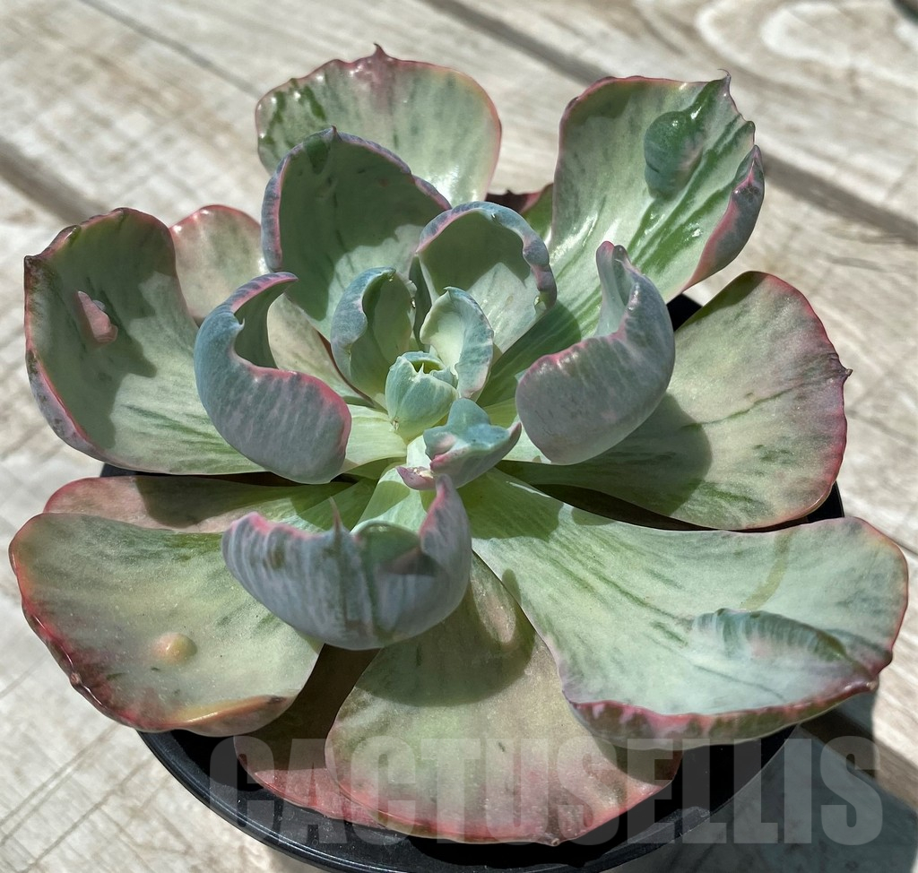 SH10576 Echeveria 'Beyoncé Rainbow'