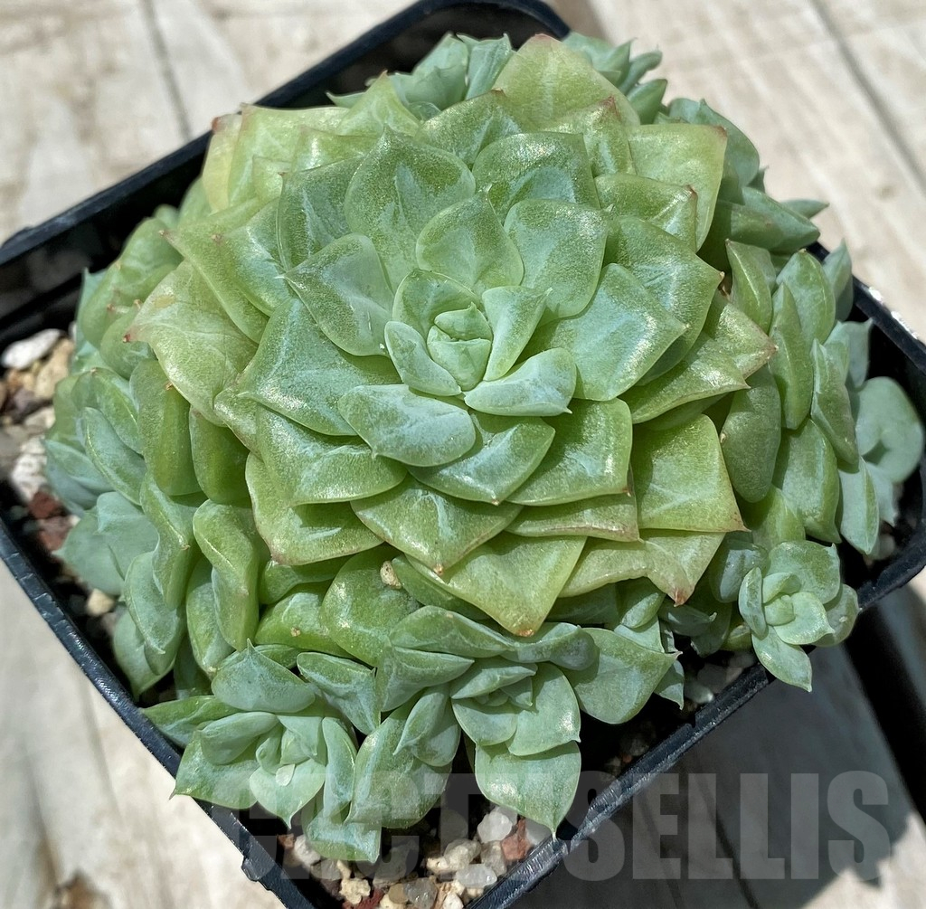 SH10577 Echeveria 'White Swan'