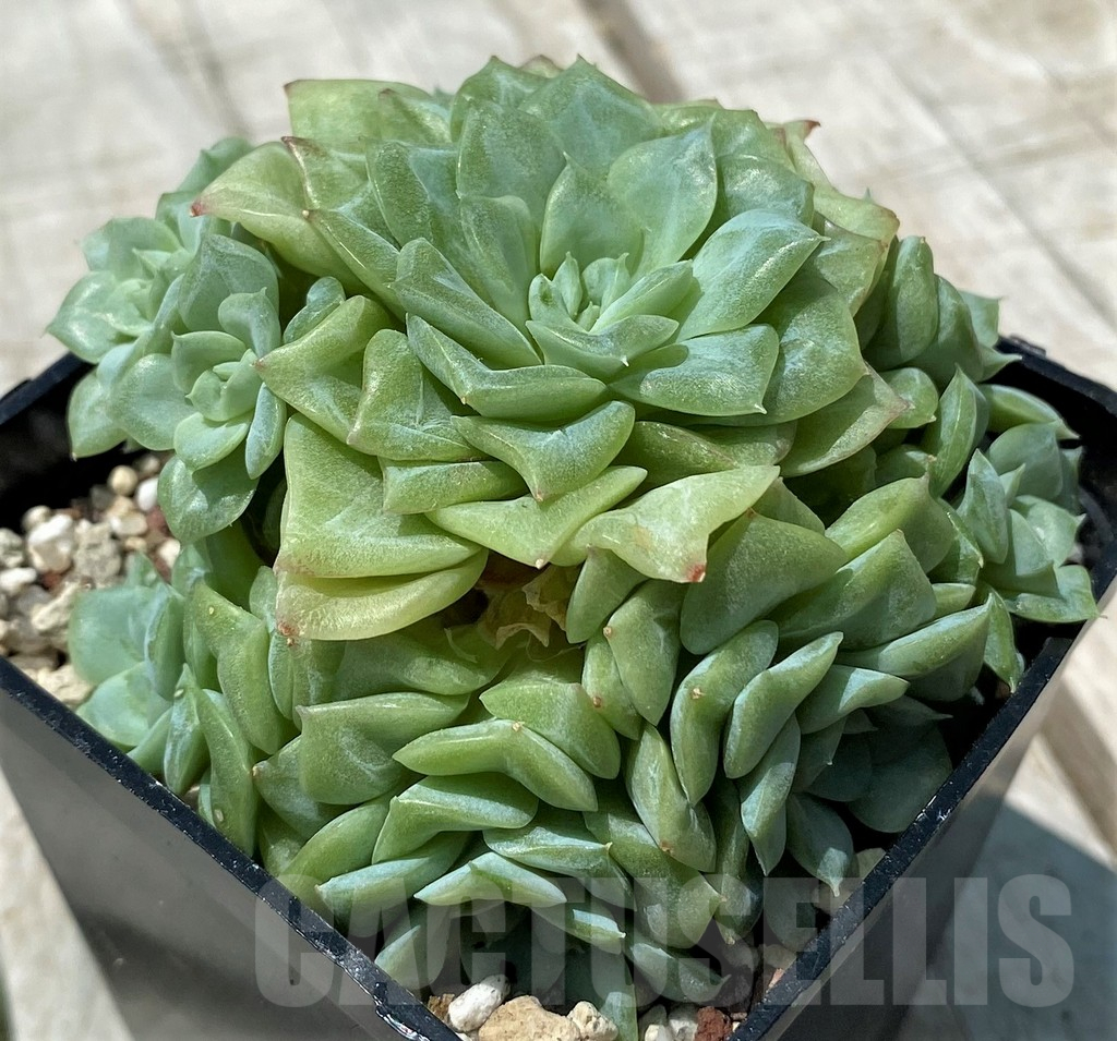 SH10577 Echeveria 'White Swan' - Image 2