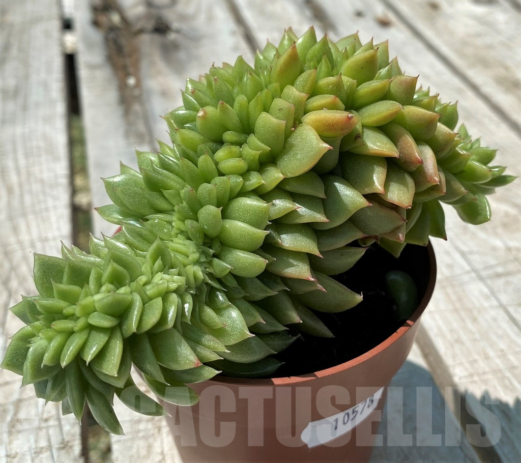 SH10578 Echeveria agavoides f. variegata