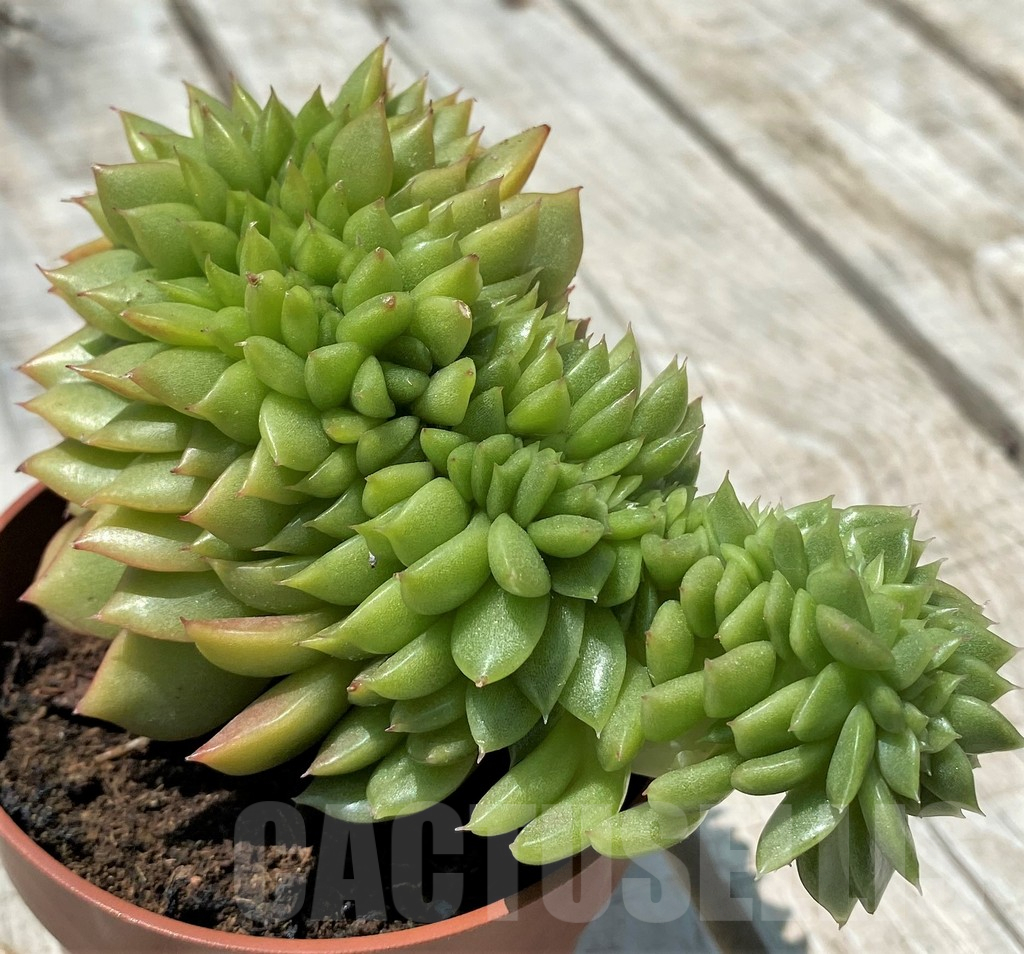 SH10578 Echeveria agavoides f. variegata - immagine 2