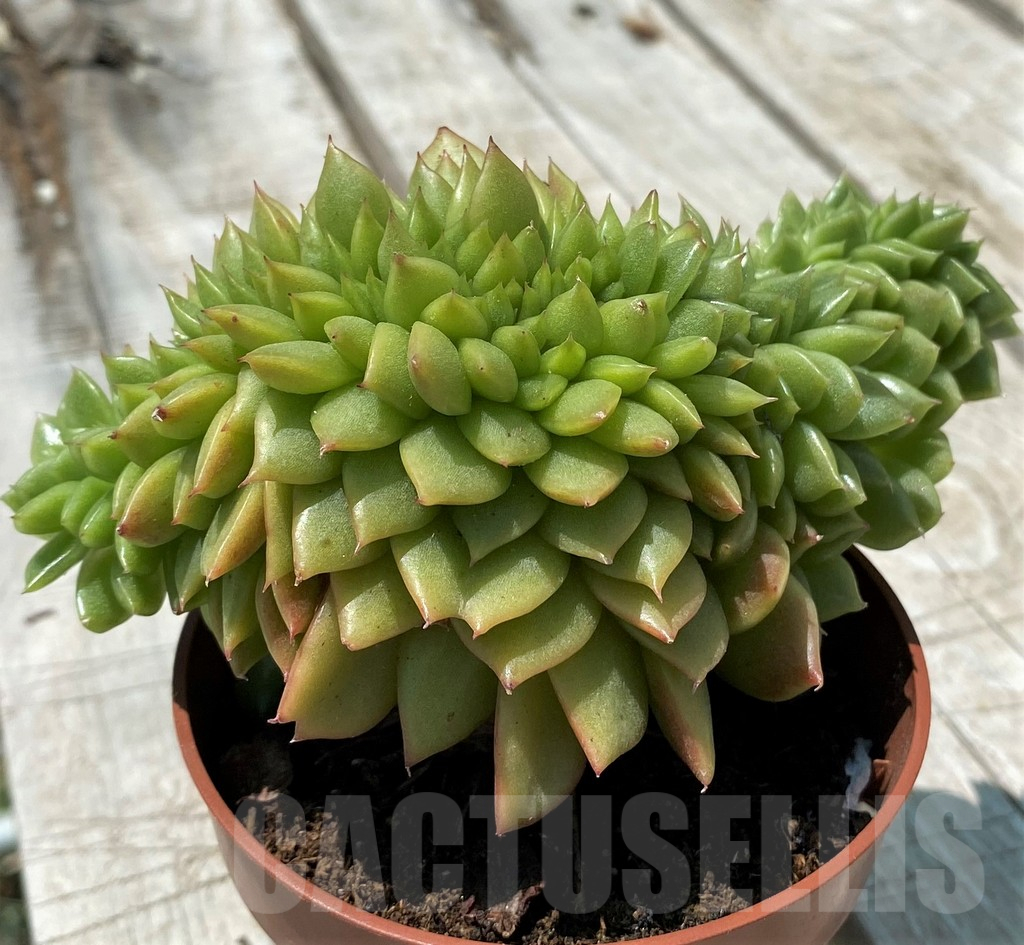 SH10578 Echeveria agavoides f. variegata - immagine 3