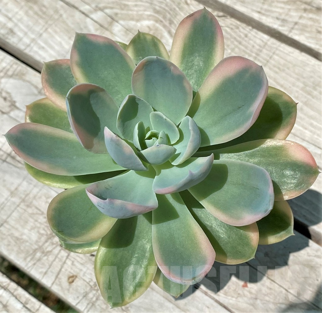 SH10579 Echeveria 'Pink Vera' f. variegata - immagine 2