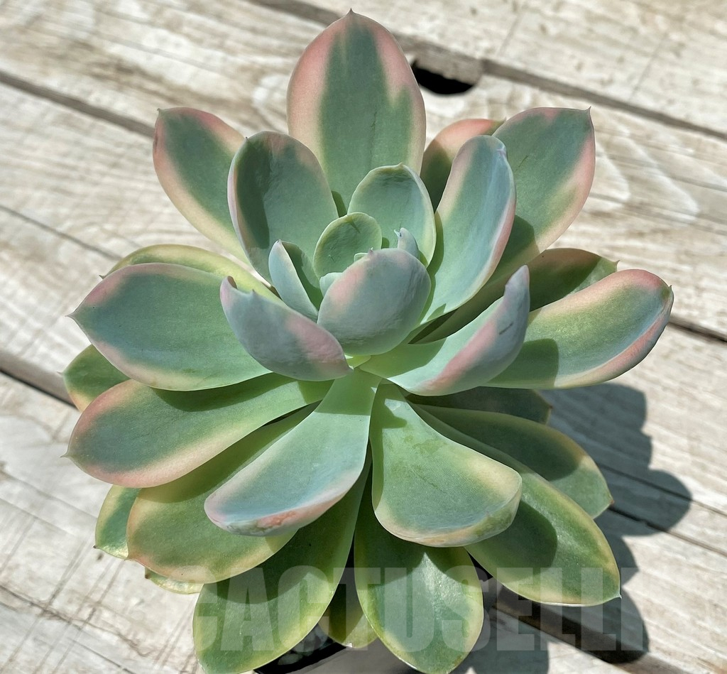SH10579 Echeveria 'Pink Vera' f. variegata