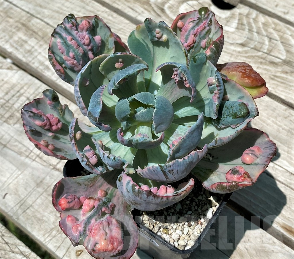 SH10580 Echeveria 'Beyoncé Rainbow'