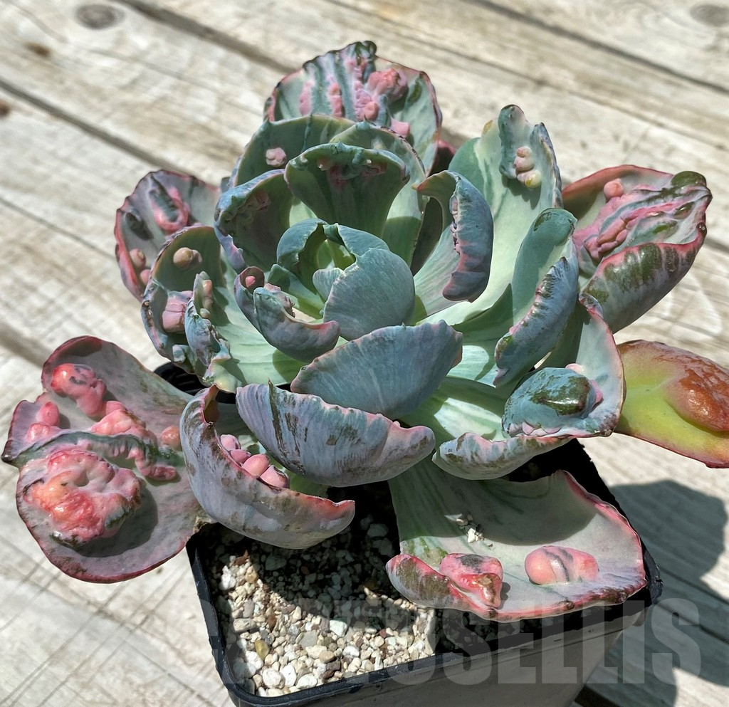 SH10580 Echeveria 'Beyoncé Rainbow' - Image 2