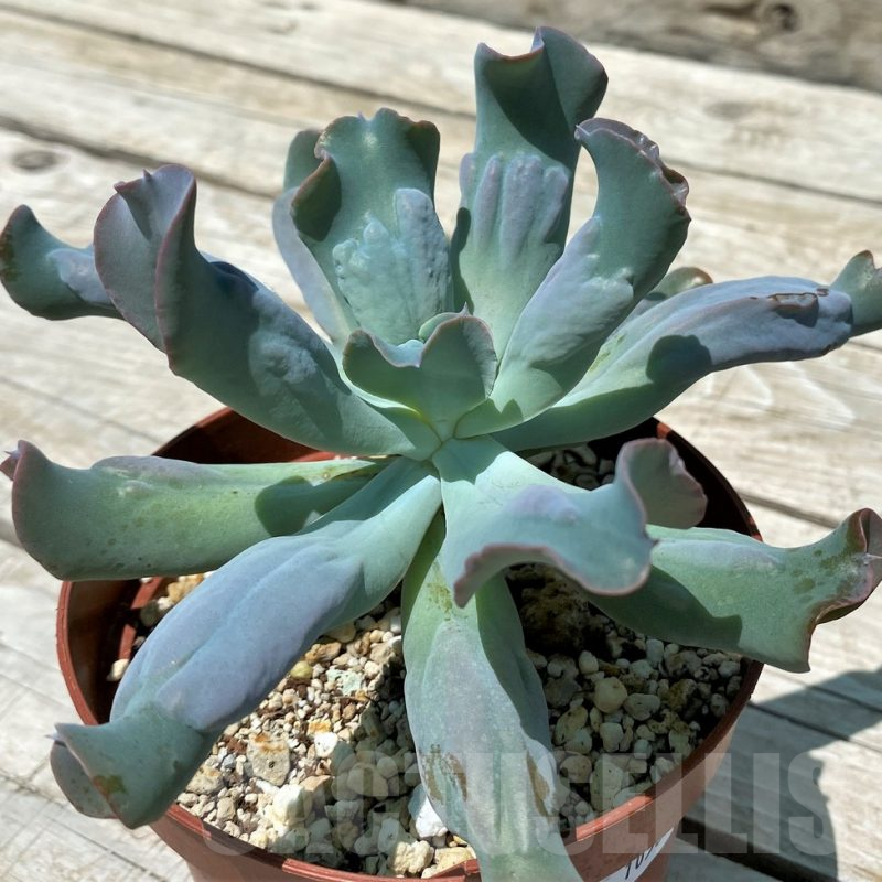 SH10581 Echeveria 'Culibra'