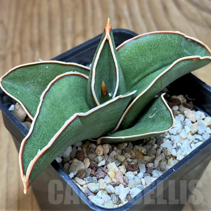 SH10520 Sansevieria 'Samurai'