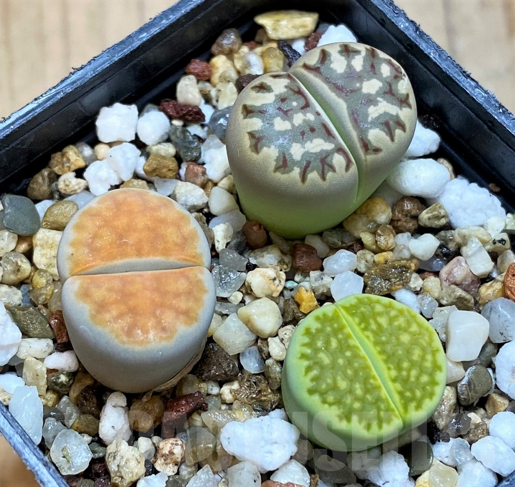 SH10693 Lithops mix