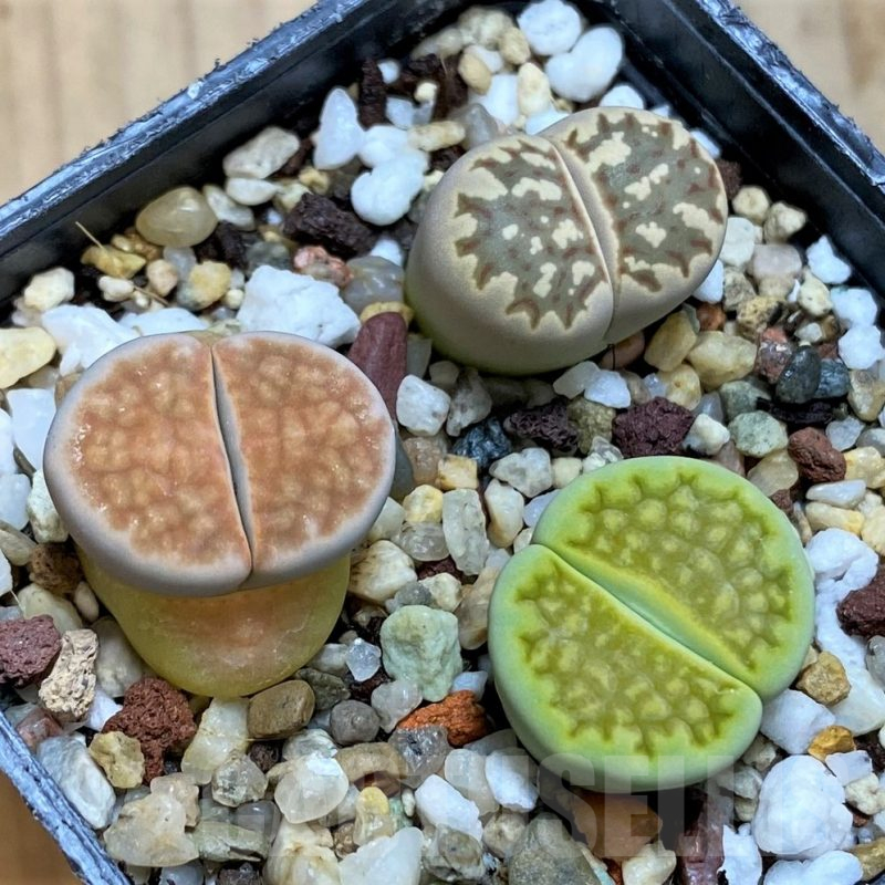 SH10694 Lithops mix