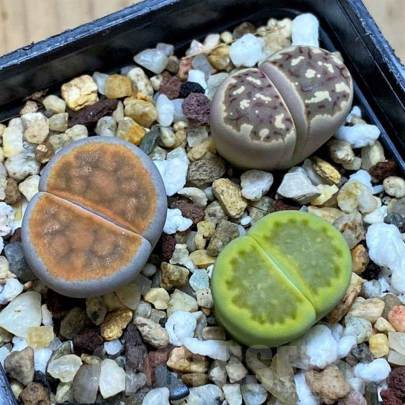 SH10695 Lithops mix