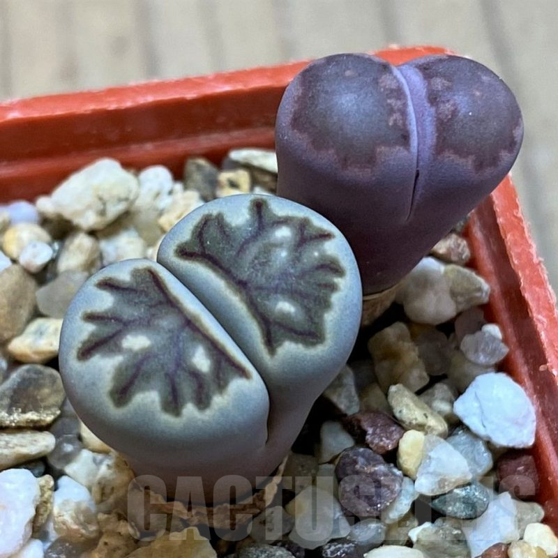 SH10696 Lithops julii ‘Kikushogyoku’, Lithops salicola ‘Sato’s Violet’ hybrid