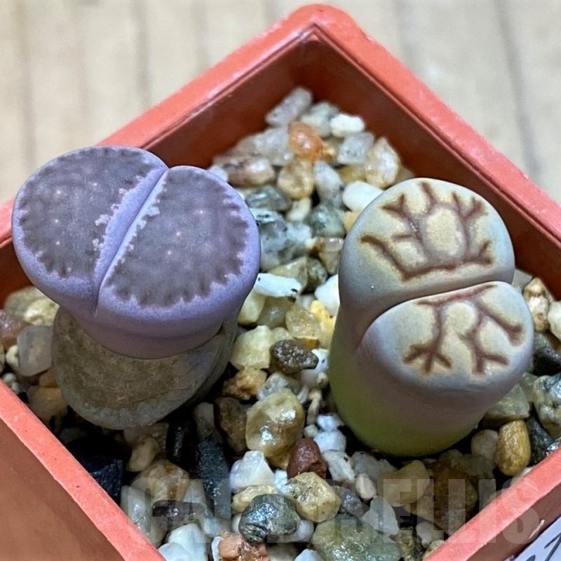 SH10697 Lithops julii ‘Kikushogyoku’, Lithops salicola ‘Sato’s Violet’ hybrid