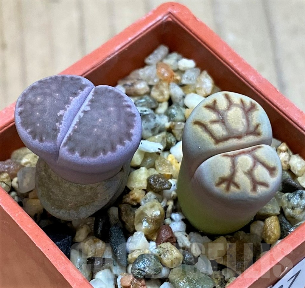SH10697 Lithops julii ‘Kikushogyoku’, Lithops salicola ‘Sato’s Violet’ hybrid