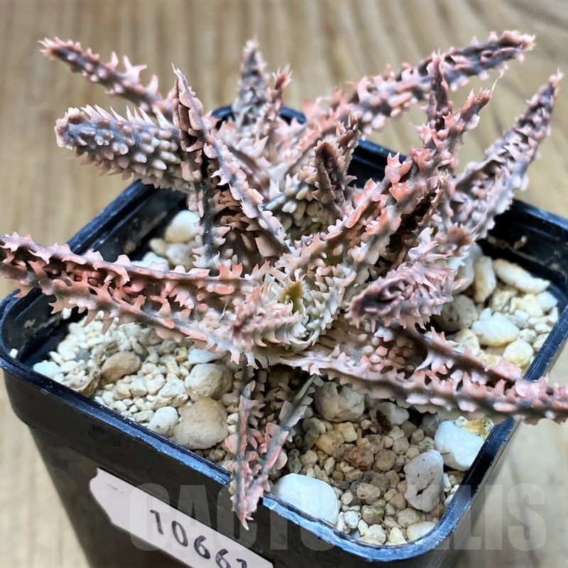 SH10661 Aloe TCT hybrid