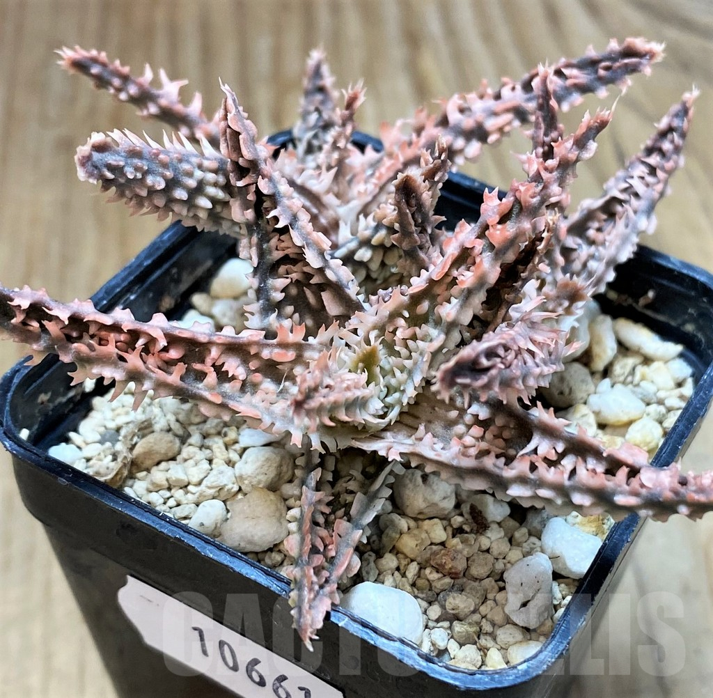 SH10661 Aloe TCT hybrid