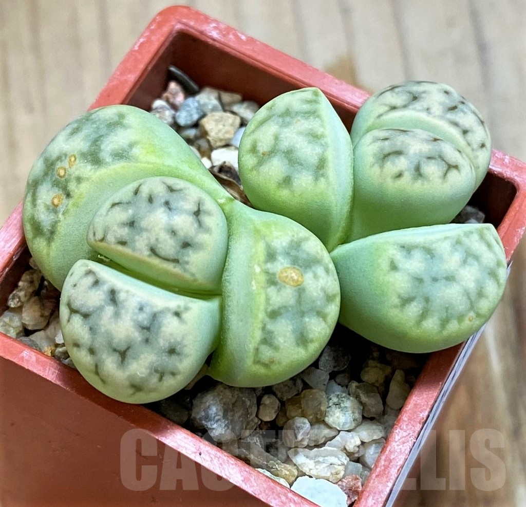 SH10699 Lithops karasmontana ssp. eberlanzii 'Avocado'