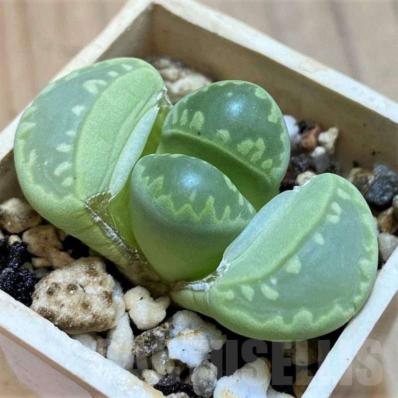 SH10701 Lithops otzeniana 'Green form' C350